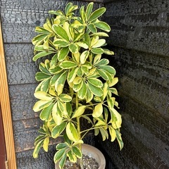 シェフレラ　カポック　観葉植物