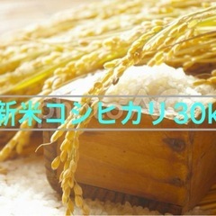 新米　コシヒカリ　30kg (令和6年秋秋収穫収穫)