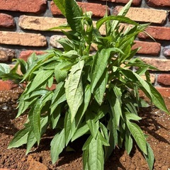 ルドベキア　ブラックジャックゴールド　宿根草　植物