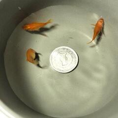 紅帝　楊貴妃　ダルマ３匹の画像