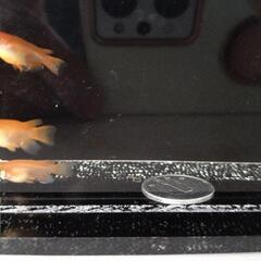 紅帝　楊貴妃　ダルマ３匹の画像