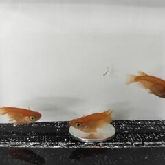 紅帝　楊貴妃　ダルマ３匹の画像