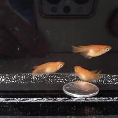 紅帝　楊貴妃　ダルマ３匹