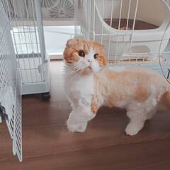 in江南市☆そろそろ子猫も？☆保護猫達をオウチに迎えよう☆…
