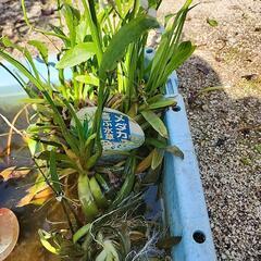 ④メダカ喜ぶ水草