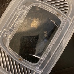 カブトムシ幼虫