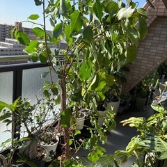 大株 新芽吹出し中 茎太 フィカスリン ゴムの木 超美形です。気...