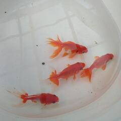 金魚琉金若魚4匹セット
