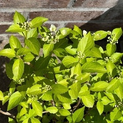 紫陽花ブライダルシャワー　アジサイ ラグランジア 園芸花植物ガー...