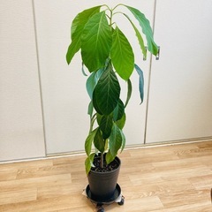 観葉植物　アボカド