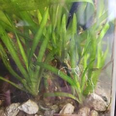 水草 バリスネリア 3株