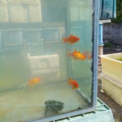 金魚