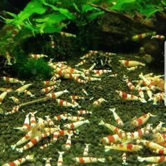 レッドビーシュリンプ 30匹 3000円 格安 最安値 NO8585の画像