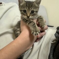 in名古屋市☆そろそろ子猫も？☆保護猫達をオウチに迎えよう…