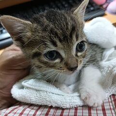 【急募】キジトラミックス（白靴下）０歳１ヵ月半前後【オス】