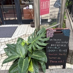 フィロデンドロン　植物