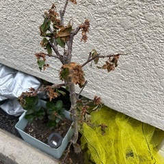 さくらの木　どうしたら助けるの？
