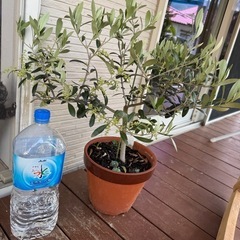 オリーブ　苗木　花芽付き　アルベキナ　苗　