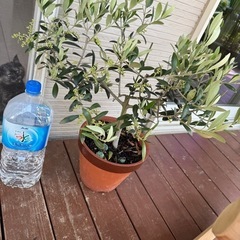 オリーブ　苗木　花芽付き　アルベキナ　苗　の画像