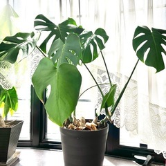 モンテスラ　　観葉植物