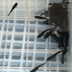 メダカ　　　ランダム2種10匹づつセットの画像