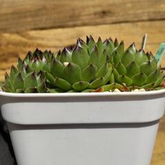 (68)多肉植物「アップルティーニ」の画像