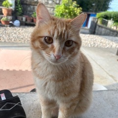生後11ヶ月の茶色猫　