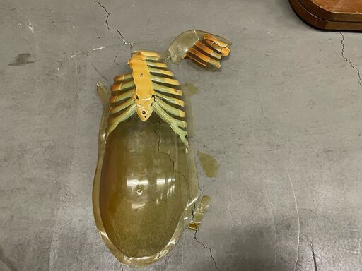 【那須町役場】人体解剖模型　人体模型　オブジェ　置物　インテリア　理科　小学校【管理番号139】