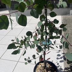 ユーカリポポラス
の画像