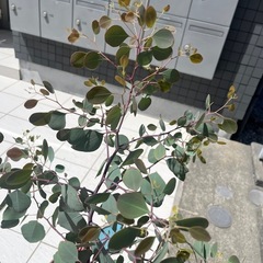 ユーカリポポラス
の画像