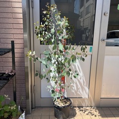 ユーカリポポラス
