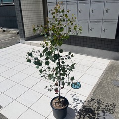 ユーカリポポラス
の画像
