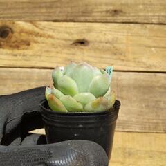 (69)多肉植物「ポトシナ×メキシコポルデンシス」の画像
