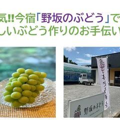 女性活躍中♪西区今宿で美味しいぶどう作りのお仕事♪9:00～17...