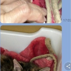 三毛猫１ヶ月半