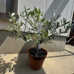 オリーブ　苗木　花芽付き　アルベキナ　苗　の画像
