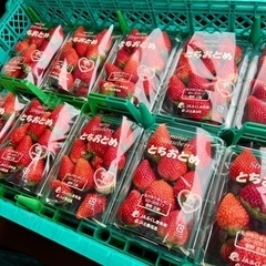 【在庫18】福島産の甘くて美味しい🍓とちおとめ40パック入荷しました☆の画像