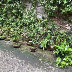 苔玉、苔盆栽の画像