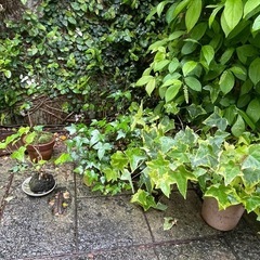 苔玉、苔盆栽の画像