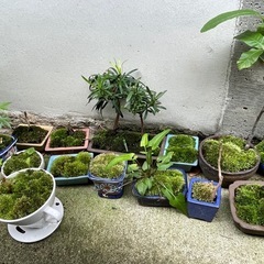 苔玉、苔盆栽の画像