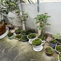 苔玉、苔盆栽の画像