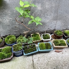 苔玉、苔盆栽