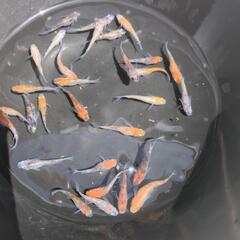 メダカ　3色ラメ選別漏れ１５匹セットですの画像