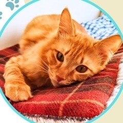 中毛の茶トラ男子😼5/11譲渡会参加予定