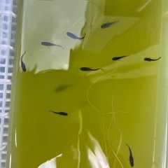 メダカ　卵