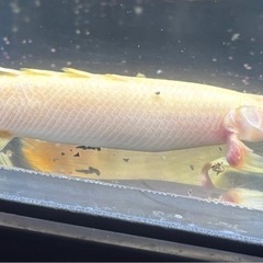 熱帯魚