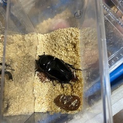 タランドゥスオオツヤクワガタ　ペアの画像