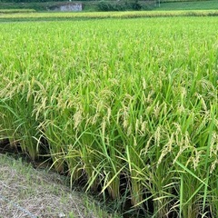 香川県産　品種：あきさかり３０キロ玄米の画像
