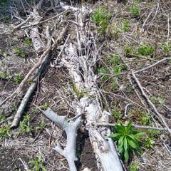 伐採した木の画像