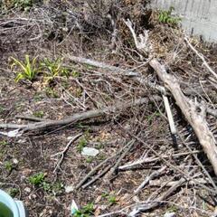 伐採した木の画像